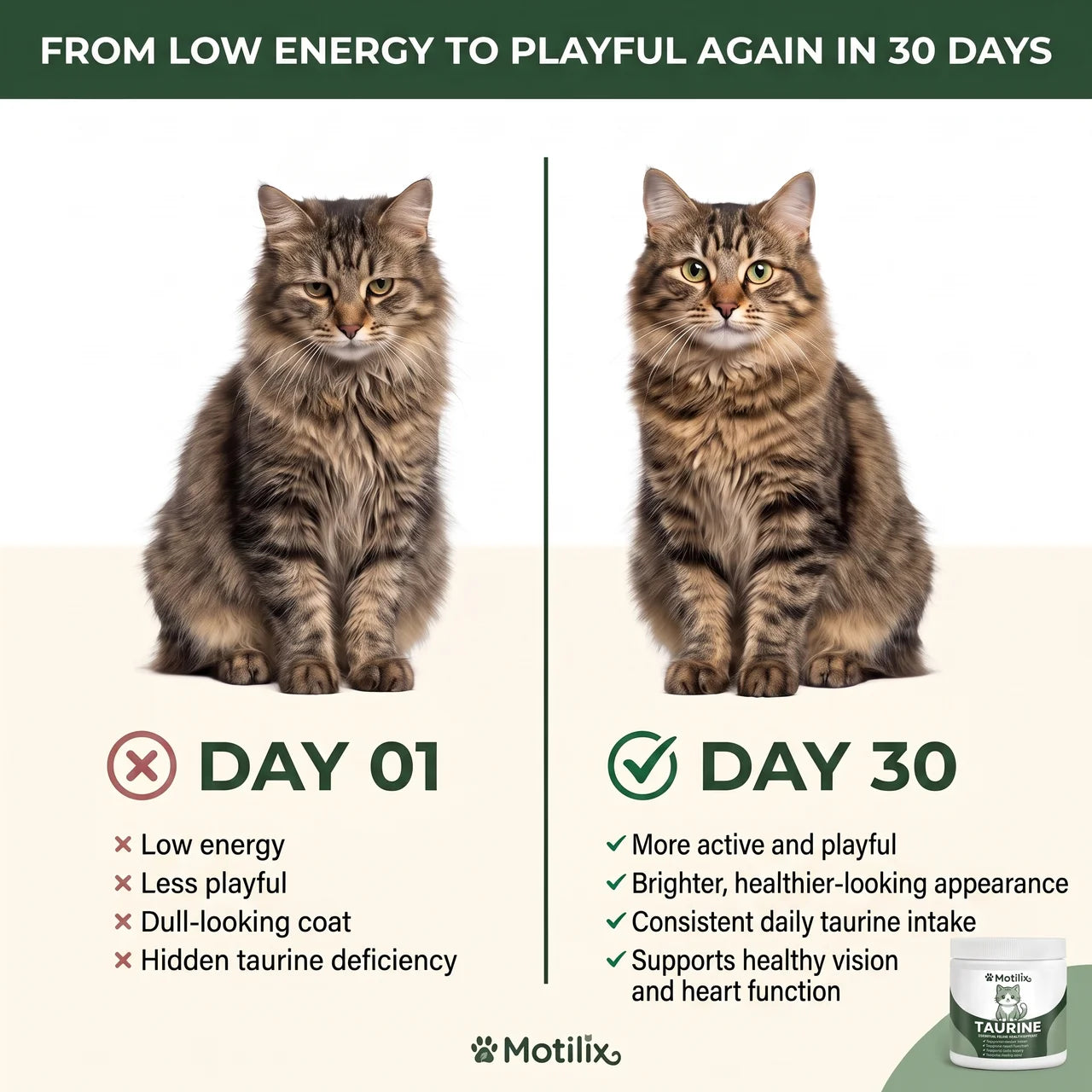 Stop the Daily Taurine Drain While Your Cat Still Looks Fine — Motilix™ Taurine Supplement for Cats